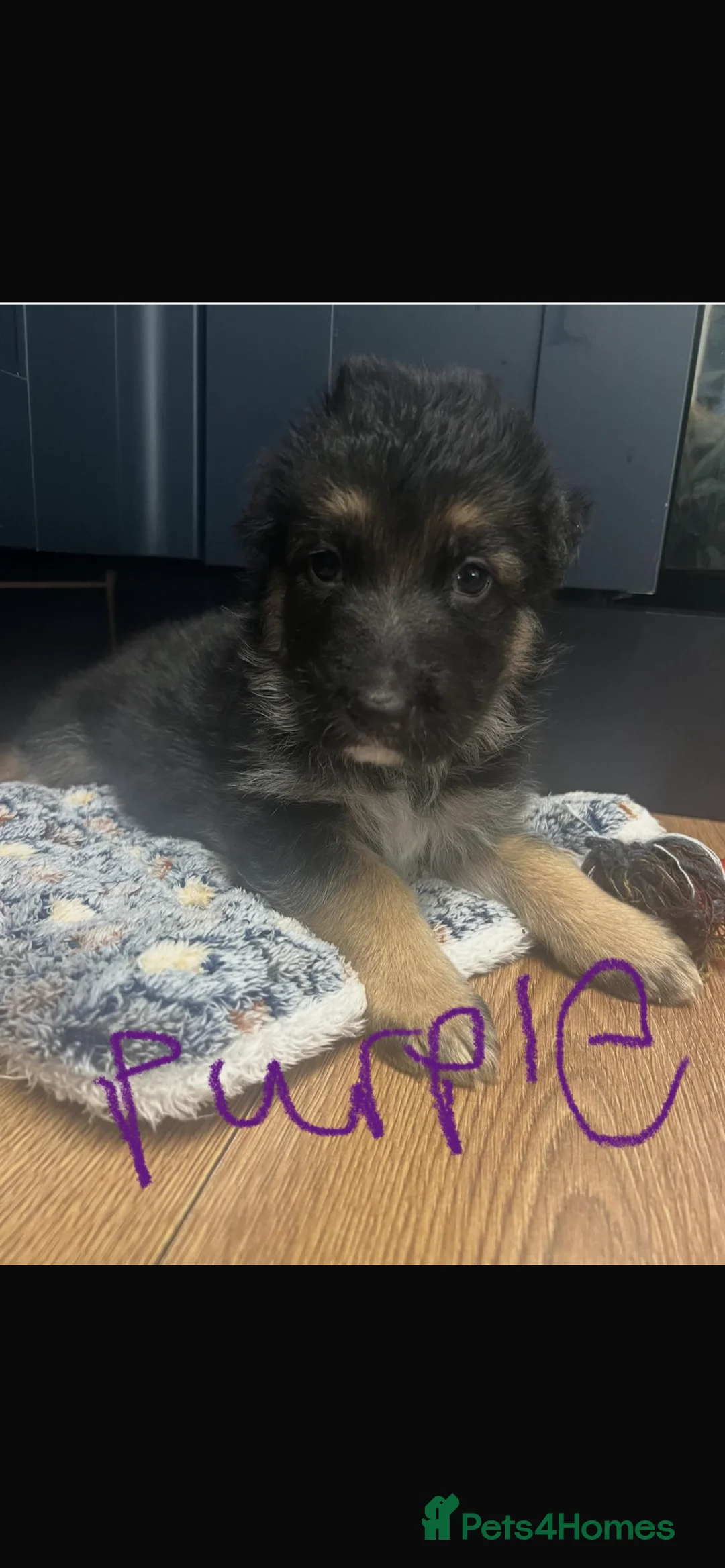 German Shepherd dogs for sale: KC ✨German shepherd puppies ready to go now - Advert 4