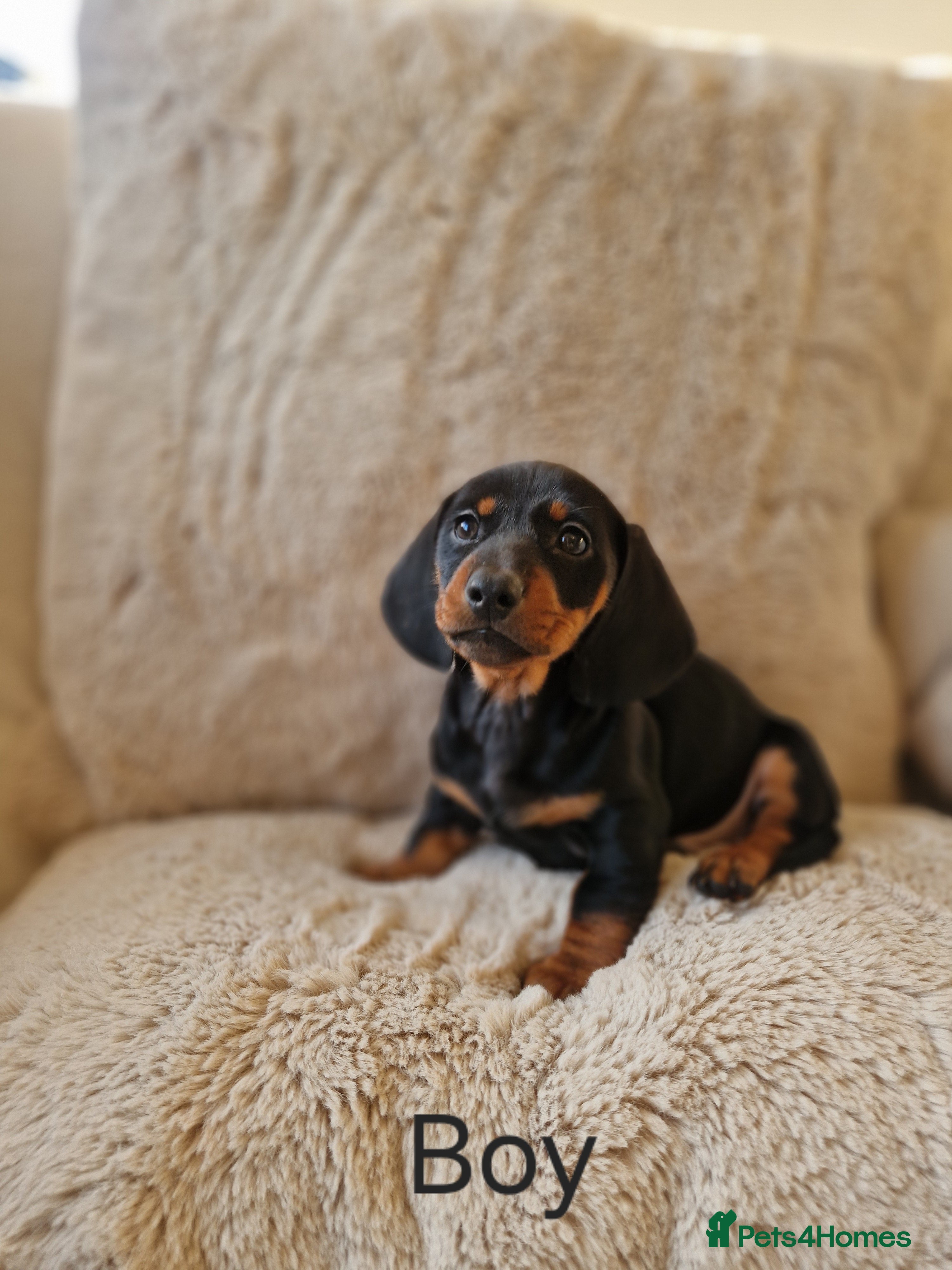 Miniature Dachshund dogs 🐾 Miniature Dachshund Puppies for Sale 🐾 - Advert 8