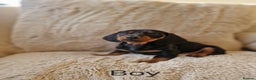 Miniature Dachshund dogs for sale: 🐾 Miniature Dachshund Puppies for Sale 🐾 - Advert 1