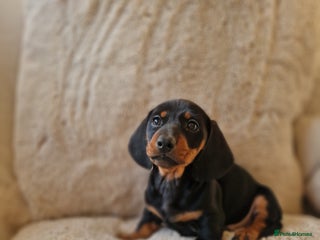 Miniature Dachshund dogs 🐾 Miniature Dachshund Puppies for Sale 🐾 - Advert 8