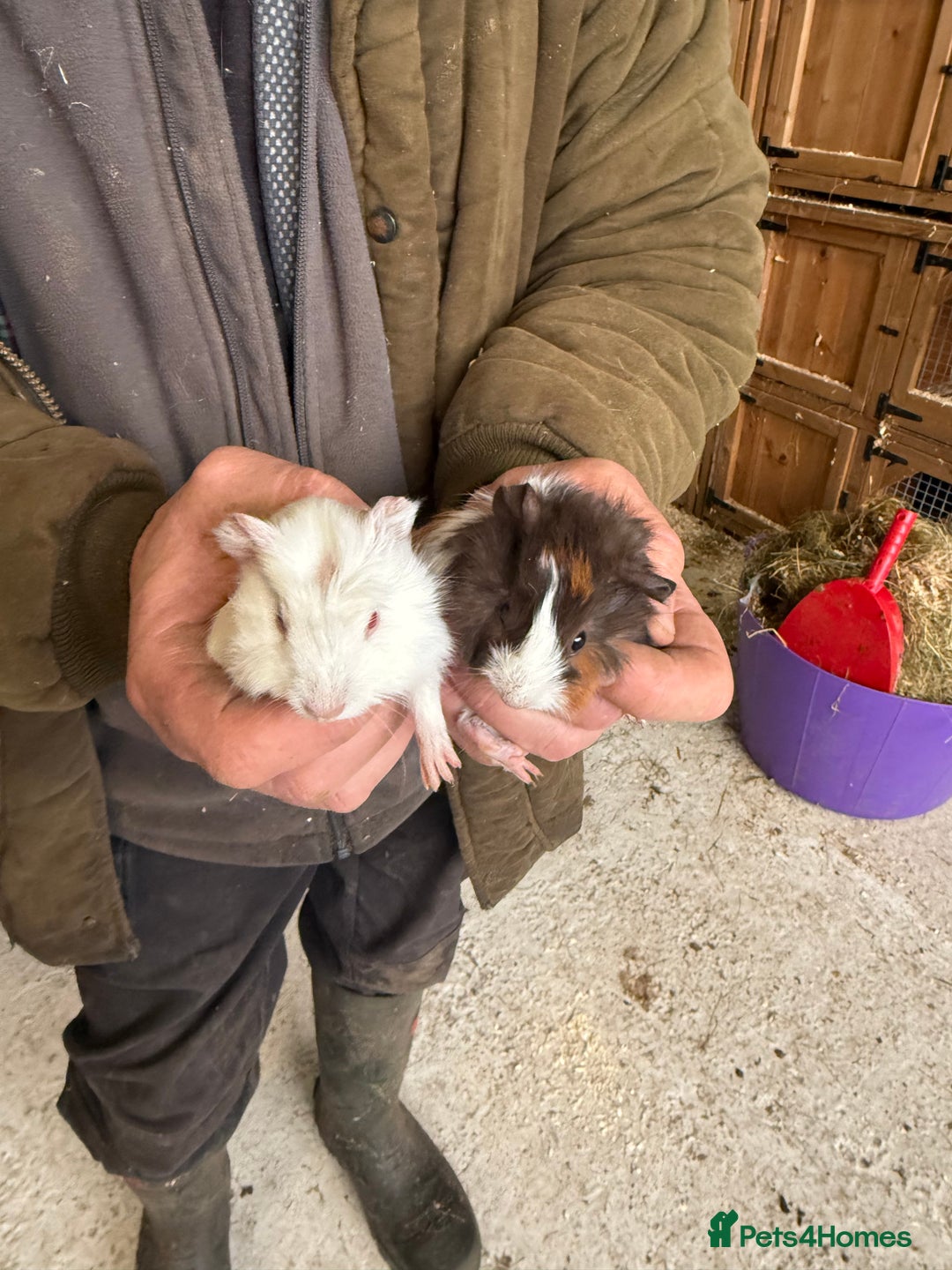 Guinea Pig rodents for sale: 2 stunning guinea pigs  - Advert 1