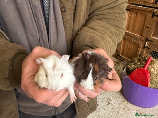 Guinea Pig rodents 2 stunning guinea pigs - Advert 1