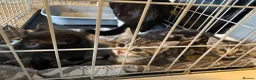 Mixed Breed cats for sale: Three kittens looking for their forever homes  - Advert 2