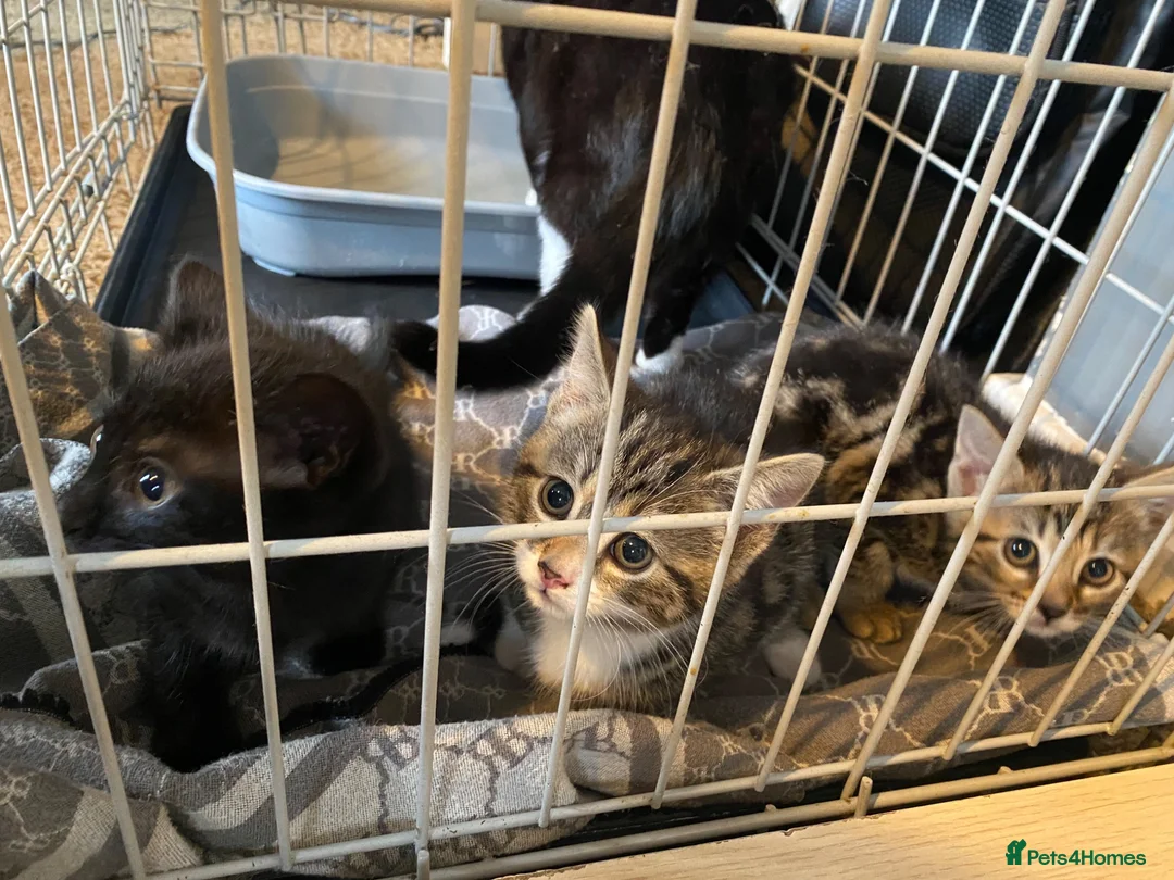 Mixed Breed cats for sale: Three kittens looking for their forever homes  - Advert 2