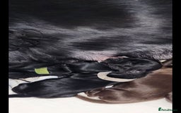 Cocker Spaniel dogs for sale: Cocker Spaniel Puppies (Leave December 1st🎄🐕💖) - Image 15