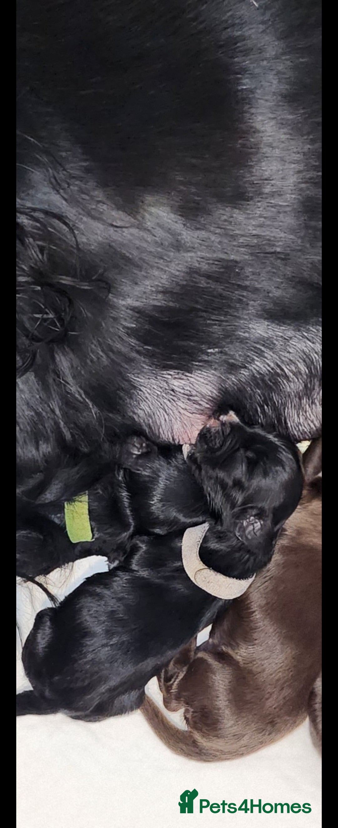Cocker Spaniel dogs for sale: Cocker Spaniel Puppies (Leave December 1st🎄🐕💖) - Image 15