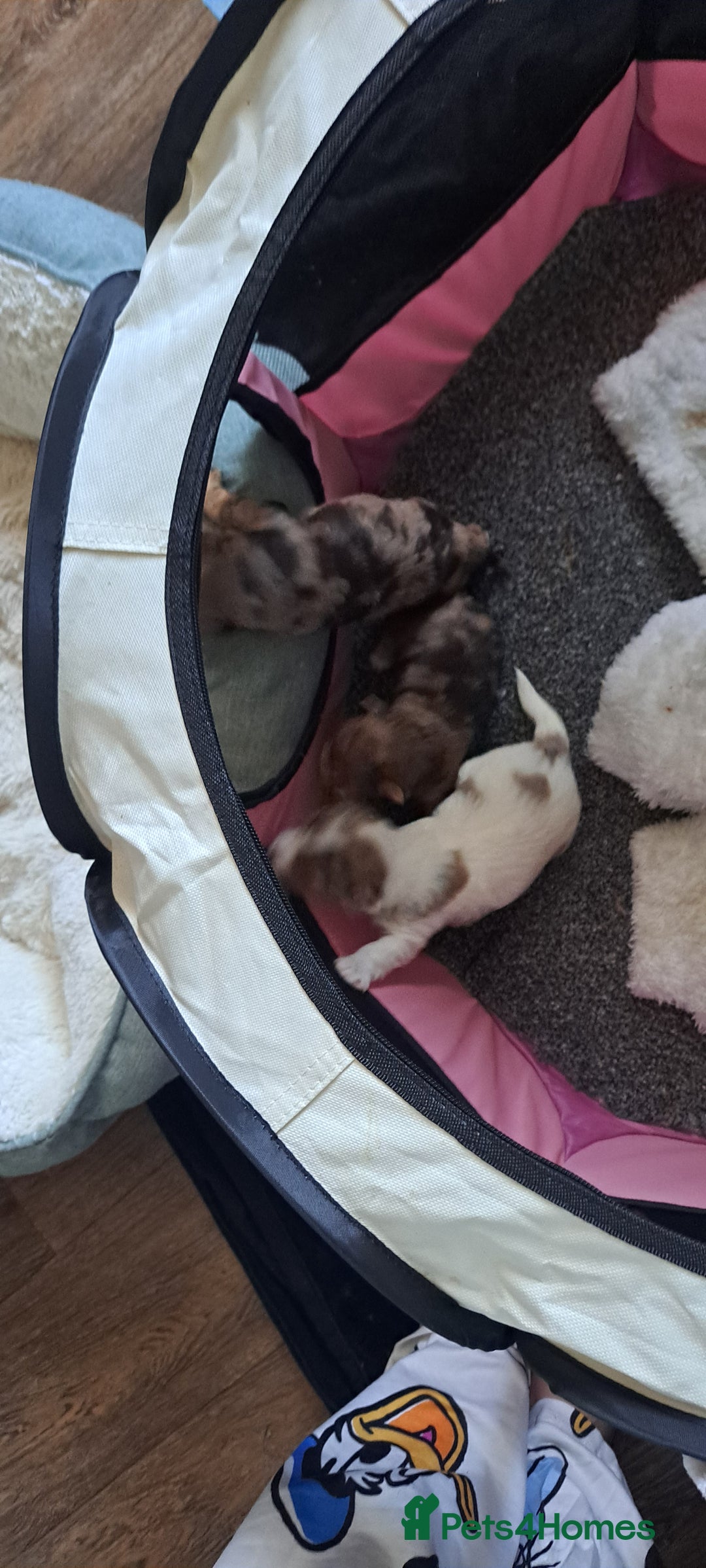 Yorkshire Terrier dogs for sale: 1 Boy & 3 Girls with Unique Coats - Image 2
