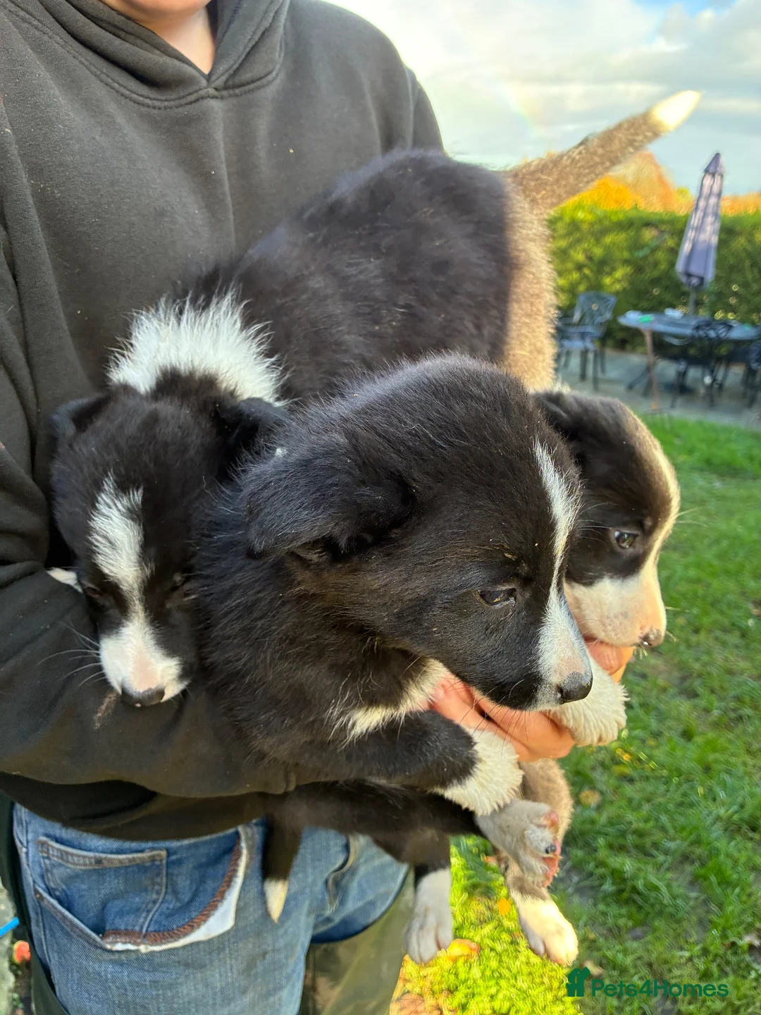 Border Collie dogs for sale: 3 gorgeous collie boy puppies  - Advert 1