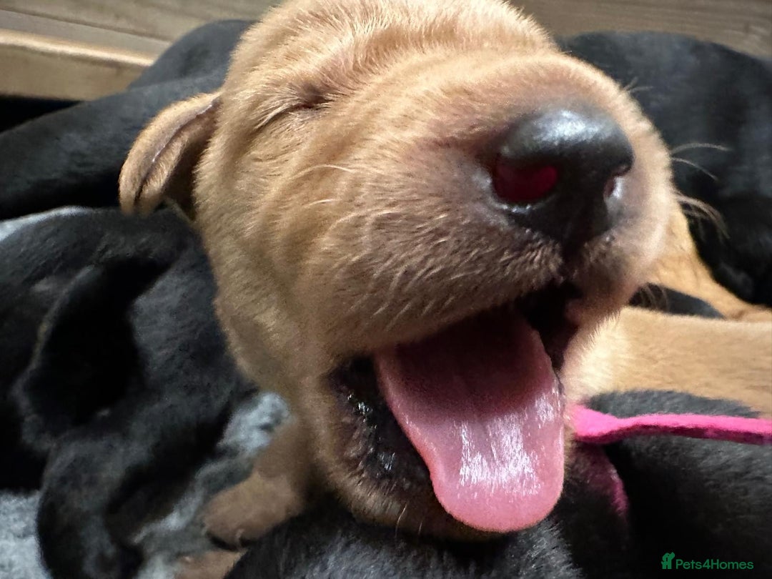 Labrador Retriever dogs for sale: Beautiful Labrador Retriever puppies - Image 18