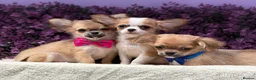 Chihuahua dogs for sale: Ready now Stunning long coat chihuahua’s  - Advert 8