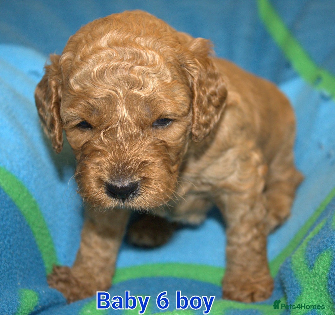Mixed Breed dogs for sale: 4 boys 2 girls cavapoo x cockapoo puppies - Image 11