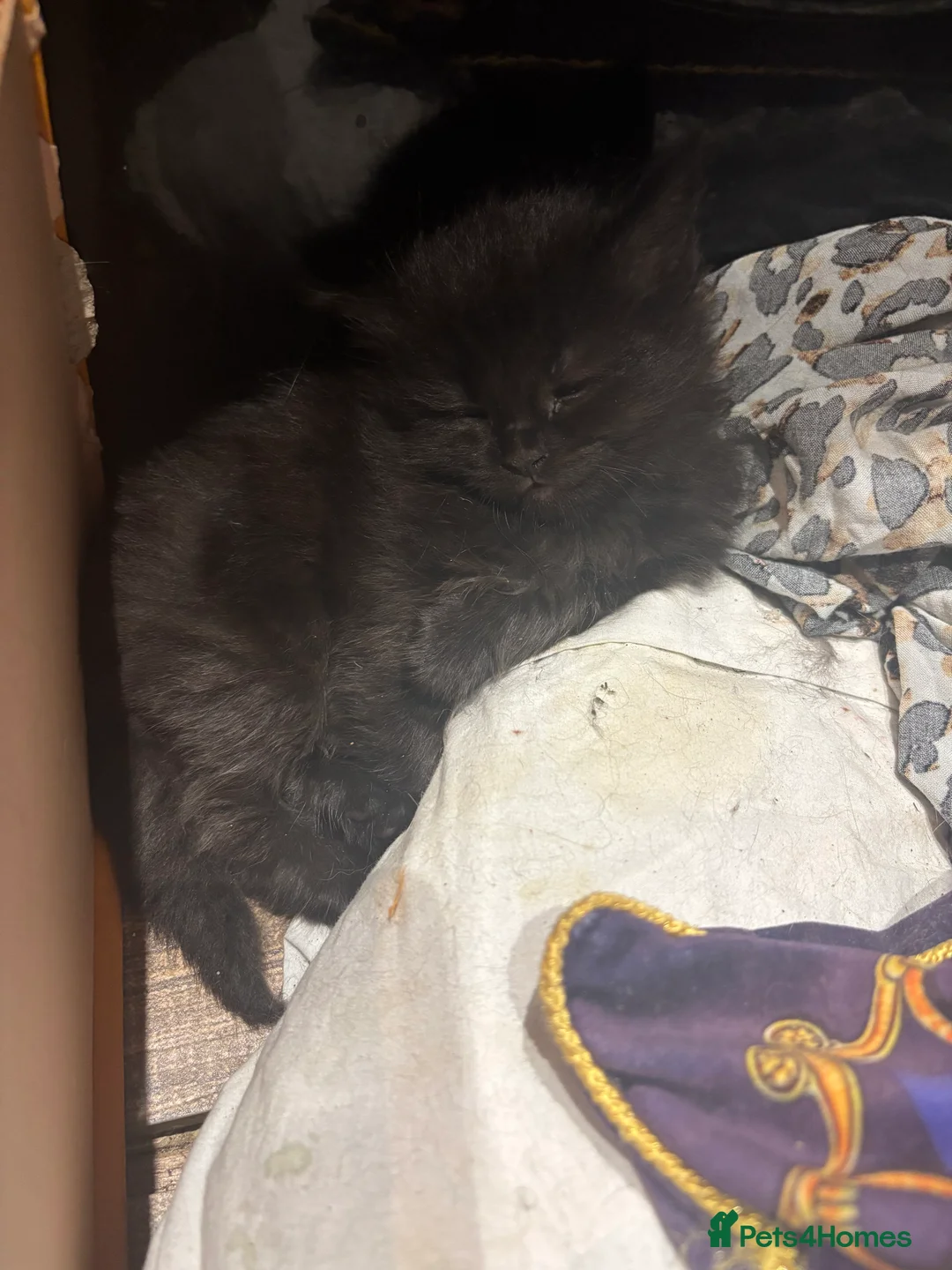 Norwegian Forest Cat cats for sale: Adorable Norwegian forest kittens for sale  - Advert 8