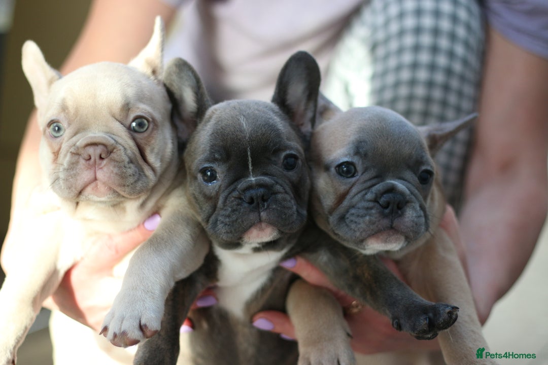 French Bulldog dogs for sale: French Bulldog Puppies Looking for Loving Homes - Advert 2