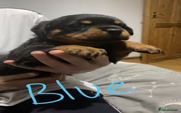 Rottweiler dogs for sale: Kc rottweiler puppies  - Image 18