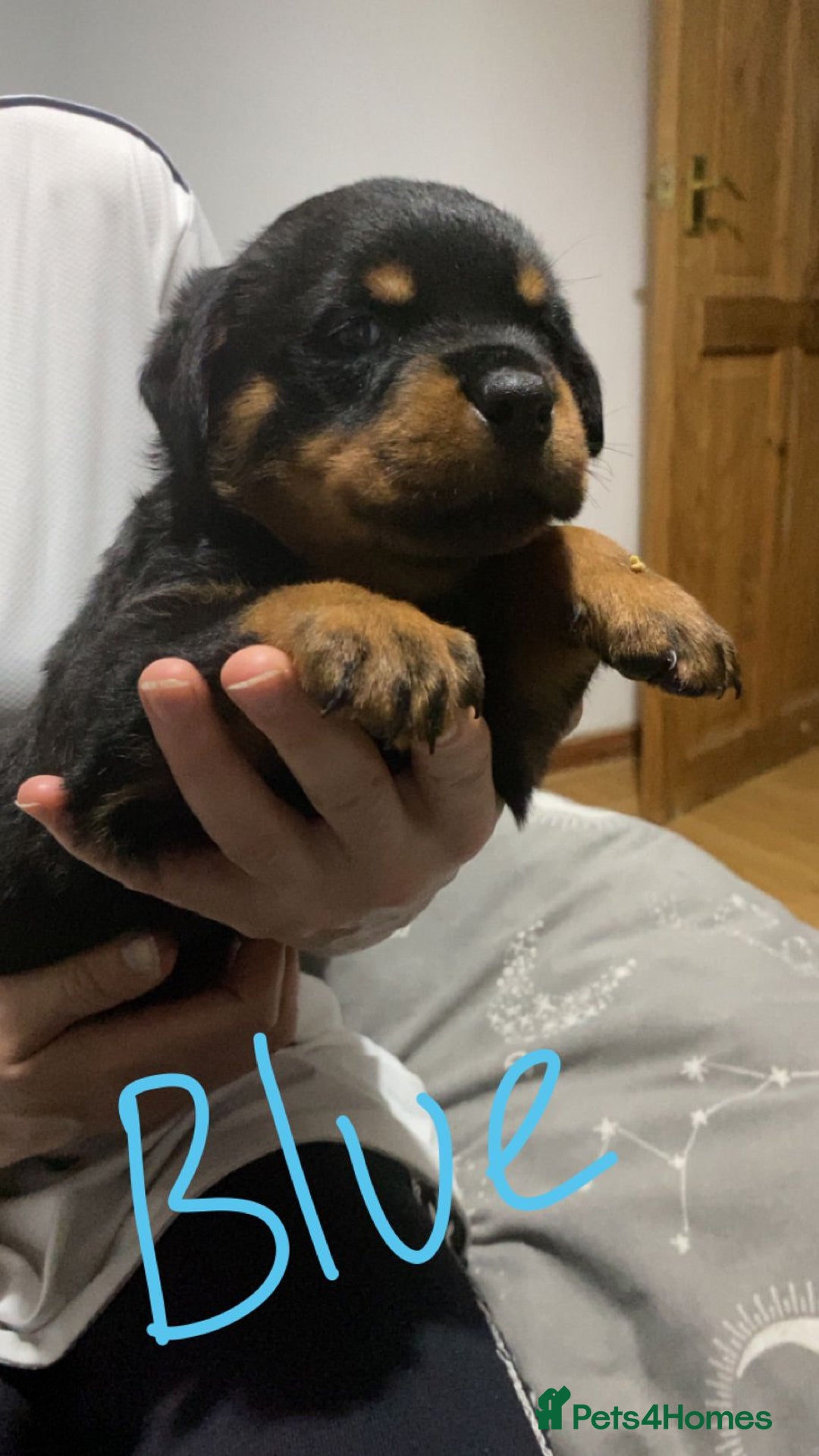 Rottweiler dogs for sale: Kc rottweiler puppies  - Image 18