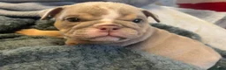 English Bulldog dogs for sale: Rare opportunity- grandpups of Burleybullz Nemesis - Advert 22