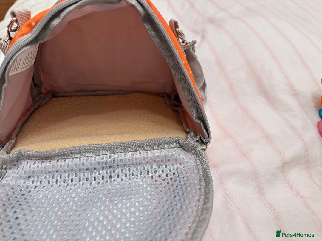 Budgerigars birds for sale: Rainbow ,hagoromo baby budgies hand tamed & reared - Advert 14