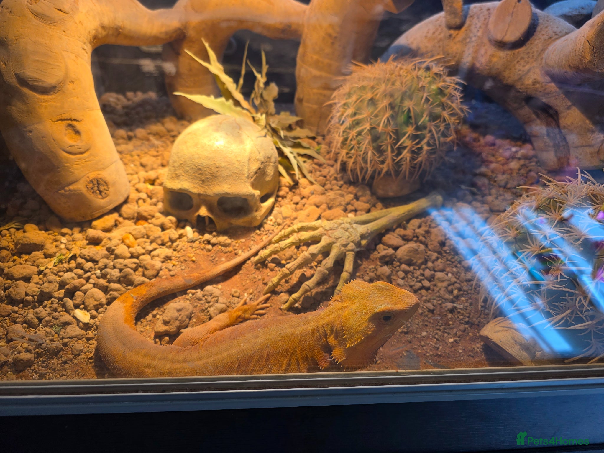 Bearded Dragon reptiles Female bearded Dragon - Advert 4