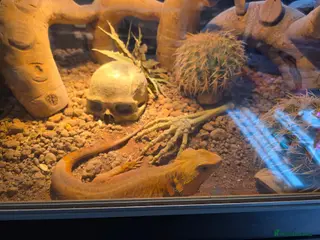 Bearded Dragon reptiles Female bearded Dragon - Advert 4