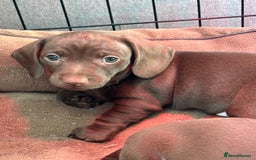 Miniature Dachshund dogs for sale: Stunning KC Reg chocolate/tan Dachshund puppies - Image 5