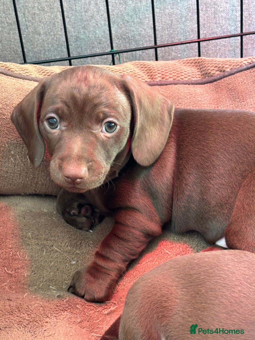 Miniature Dachshund dogs for sale: Stunning KC Reg chocolate/tan Dachshund puppies - Image 5