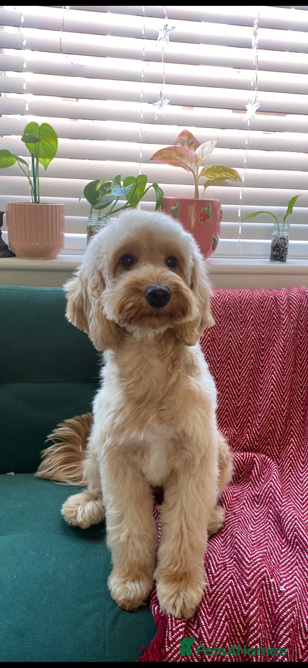 Cockapoo dogs for sale: 2 year old cockapoo considered for rehoming  in Wallasey - Advert 2