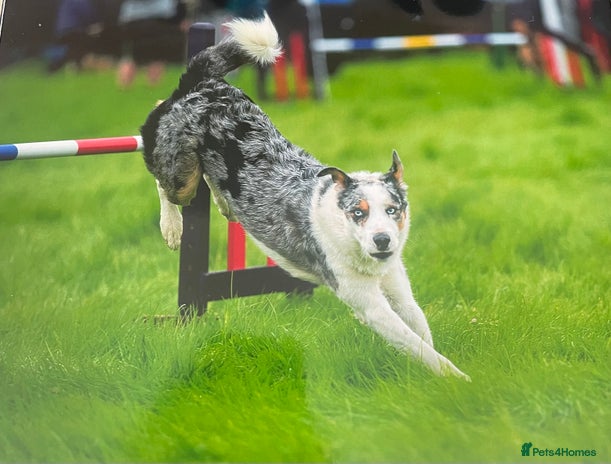 Border Collie dogs in Otley - Advert 1