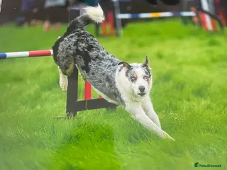 Border Collie dogs (provide) tr blue Merle border collie in Otley - Advert 16