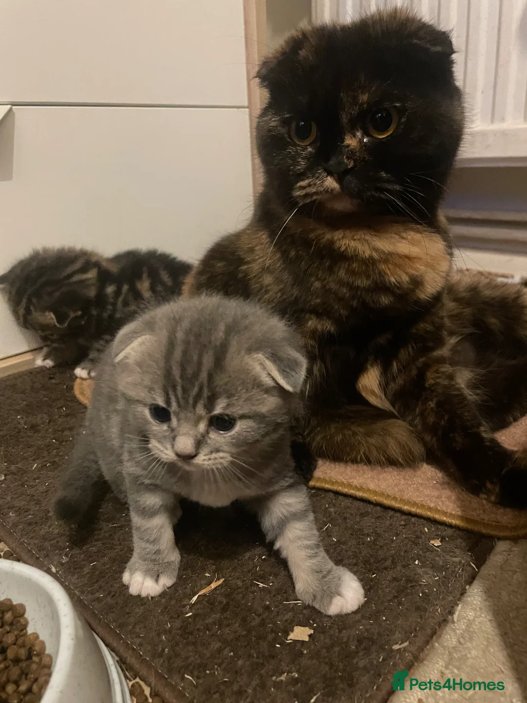 Scottish Fold cats for sale: 💙Scottish Fold boy💙 Ready soon!! - Advert 2
