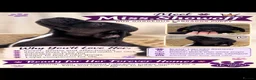 Labrador Retriever dogs for sale: 🐾 Beautiful Labrador Puppy Litter 🐾 - Advert 6