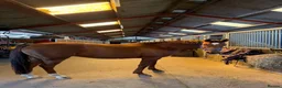 Danish Warmblood horses for sale: Samatha in Coventry - Advert 2