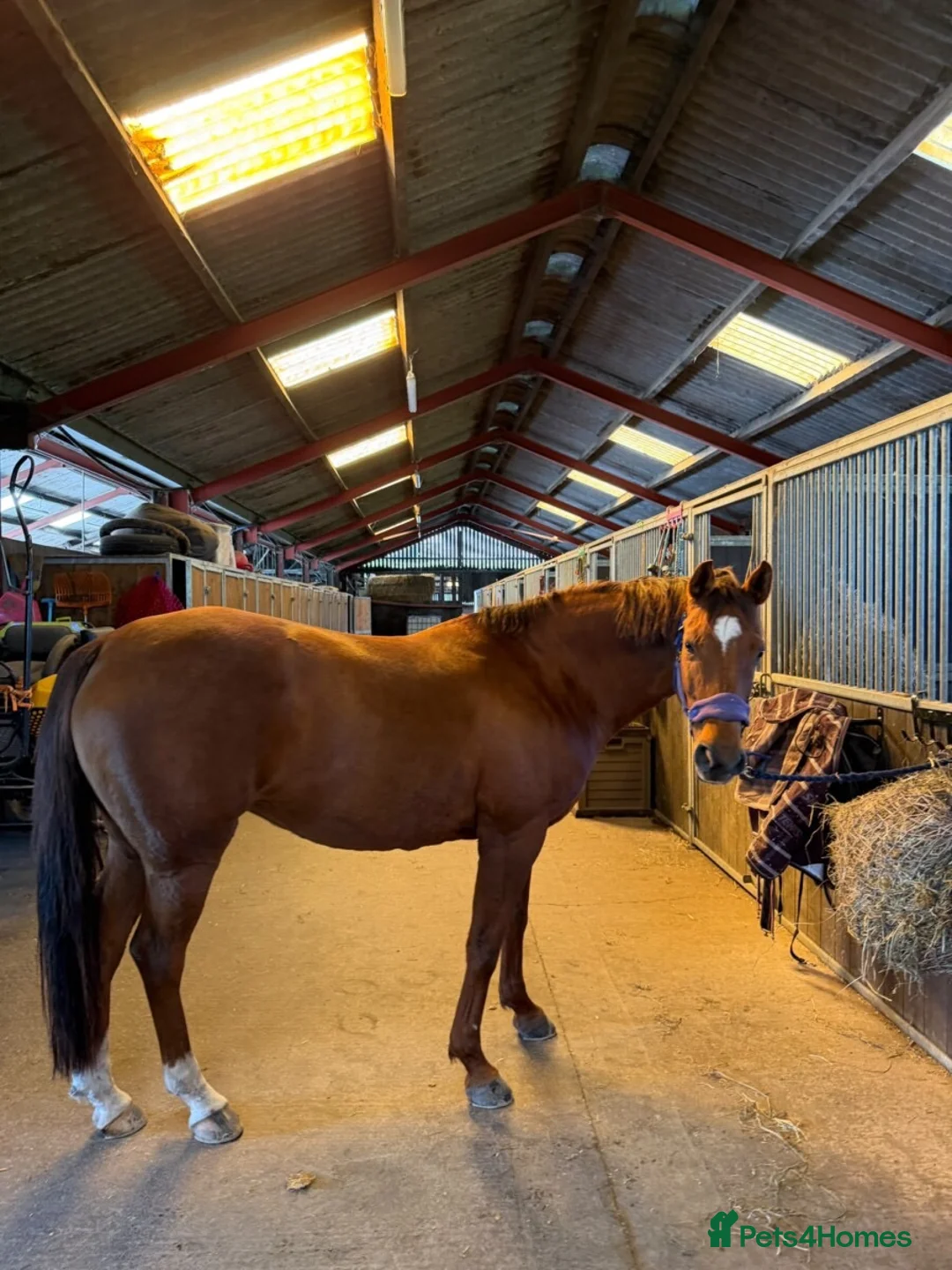Danish Warmblood horses for sale: Samatha in Coventry - Advert 2