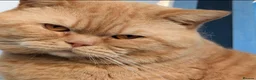 British Shorthair cats for sale: *Beautiful BSH Babies*Health Tested Parents* - Advert 9