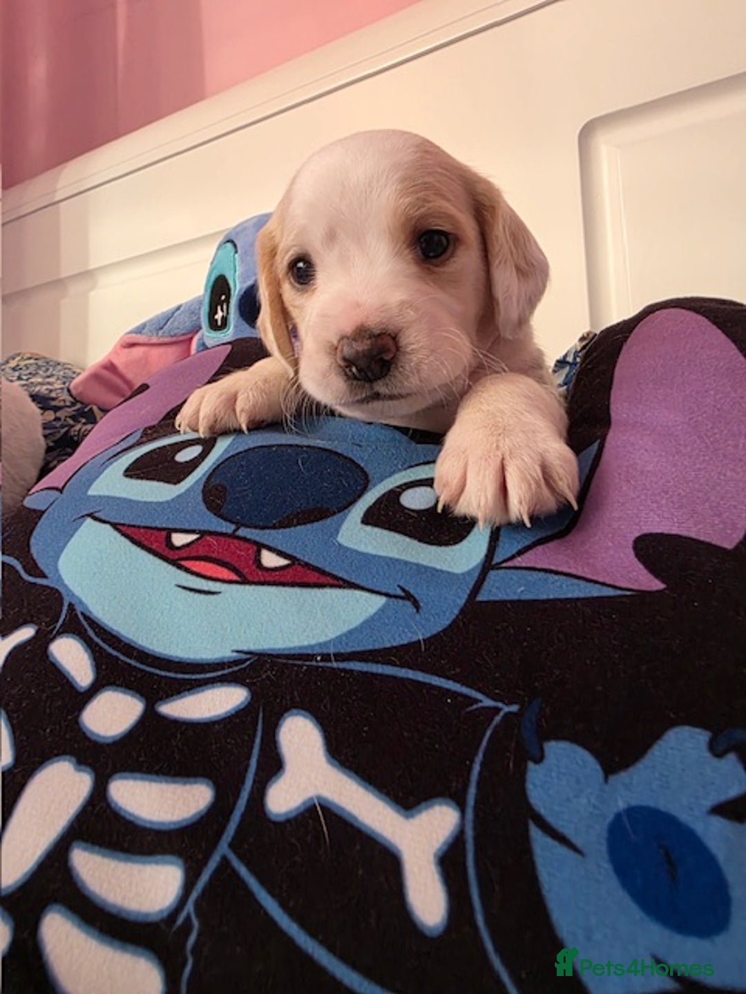 Mixed Breed dogs for sale: Cocker Spaniel Puppies – 4 Weeks Old - reserve now - Advert 27