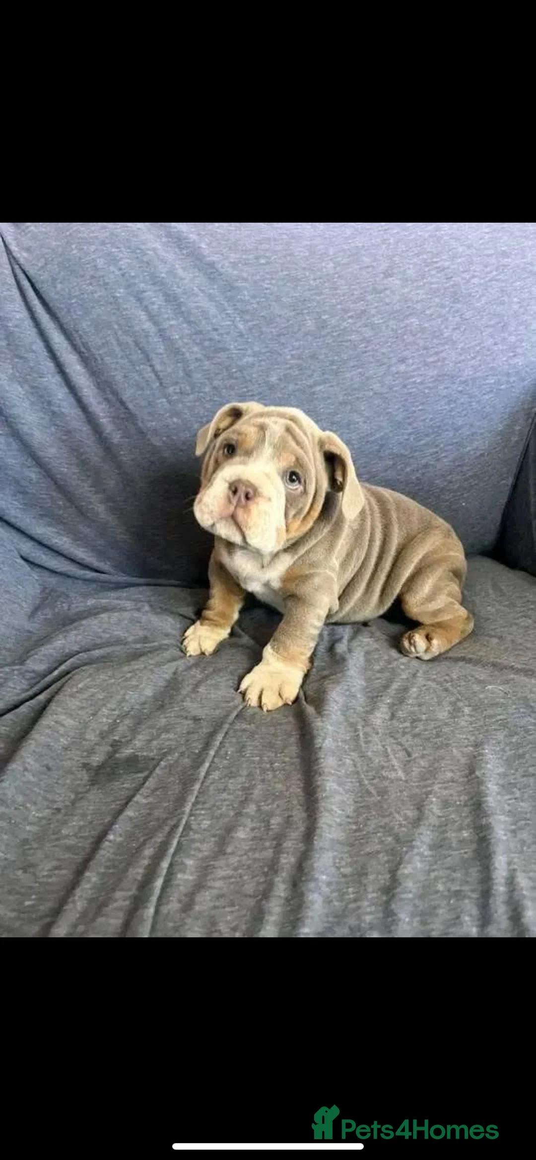 English Bulldog dogs for sale: Bulldog puppys in Trimdon Station - Advert 6