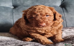 Cockapoo dogs for sale: F1b Cockapoo Puppy Male Red - Image 8