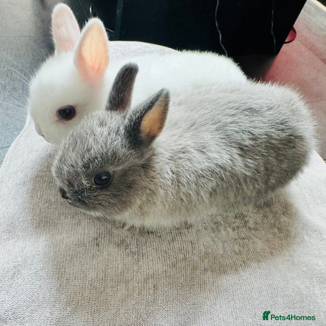 Netherland Dwarf rabbits 5 week old Netherland Dwarf Bunnies - Advert 14