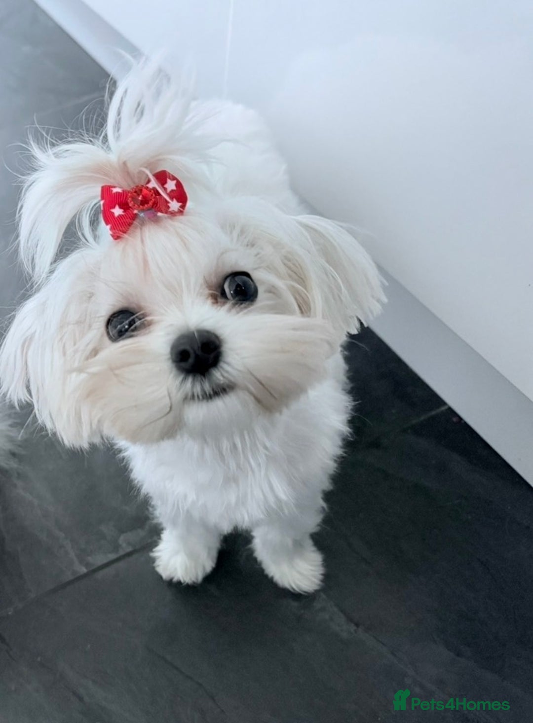 Maltipoo dogs for sale: Small Maltipoo puppy’s - Advert 19