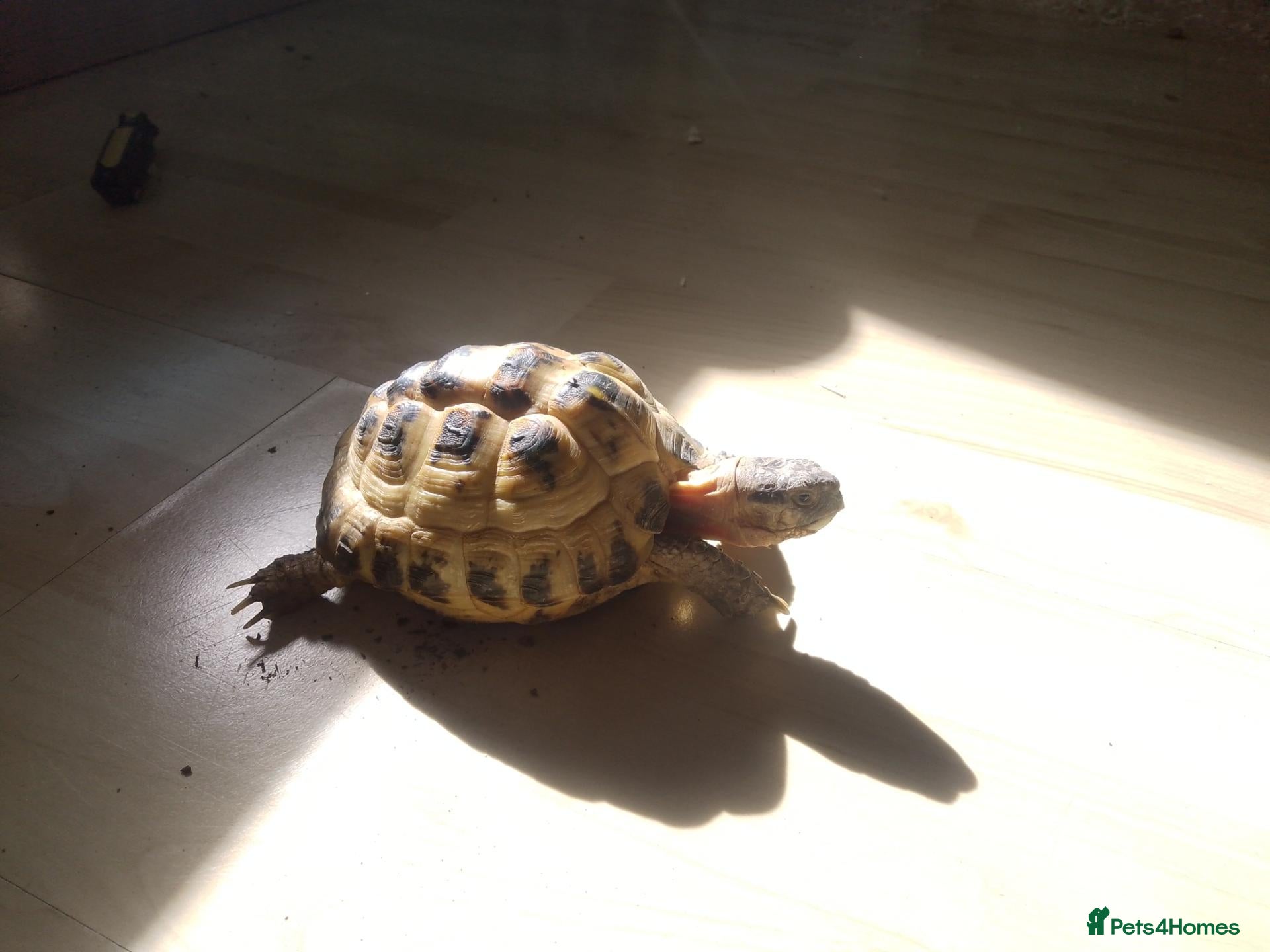 Tortoise reptiles 4 Year Old Horsfield Tortoise - Advert 2