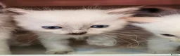 Ragdoll cats for sale: ragdoll kittens for  sale  - Advert 5