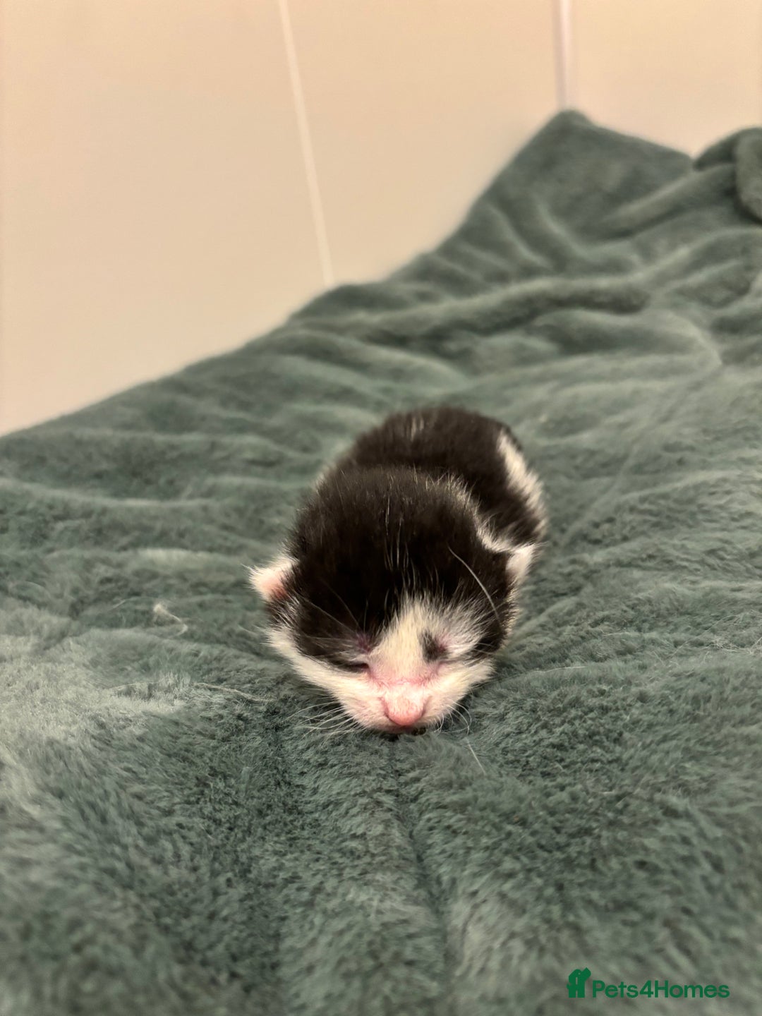 Mixed Breed cats for sale: 5 beautiful kittens - Image 4