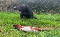 Labrador Retriever dogs for stud: Stunning KC reg, health tested Labrador for stud - Image 9