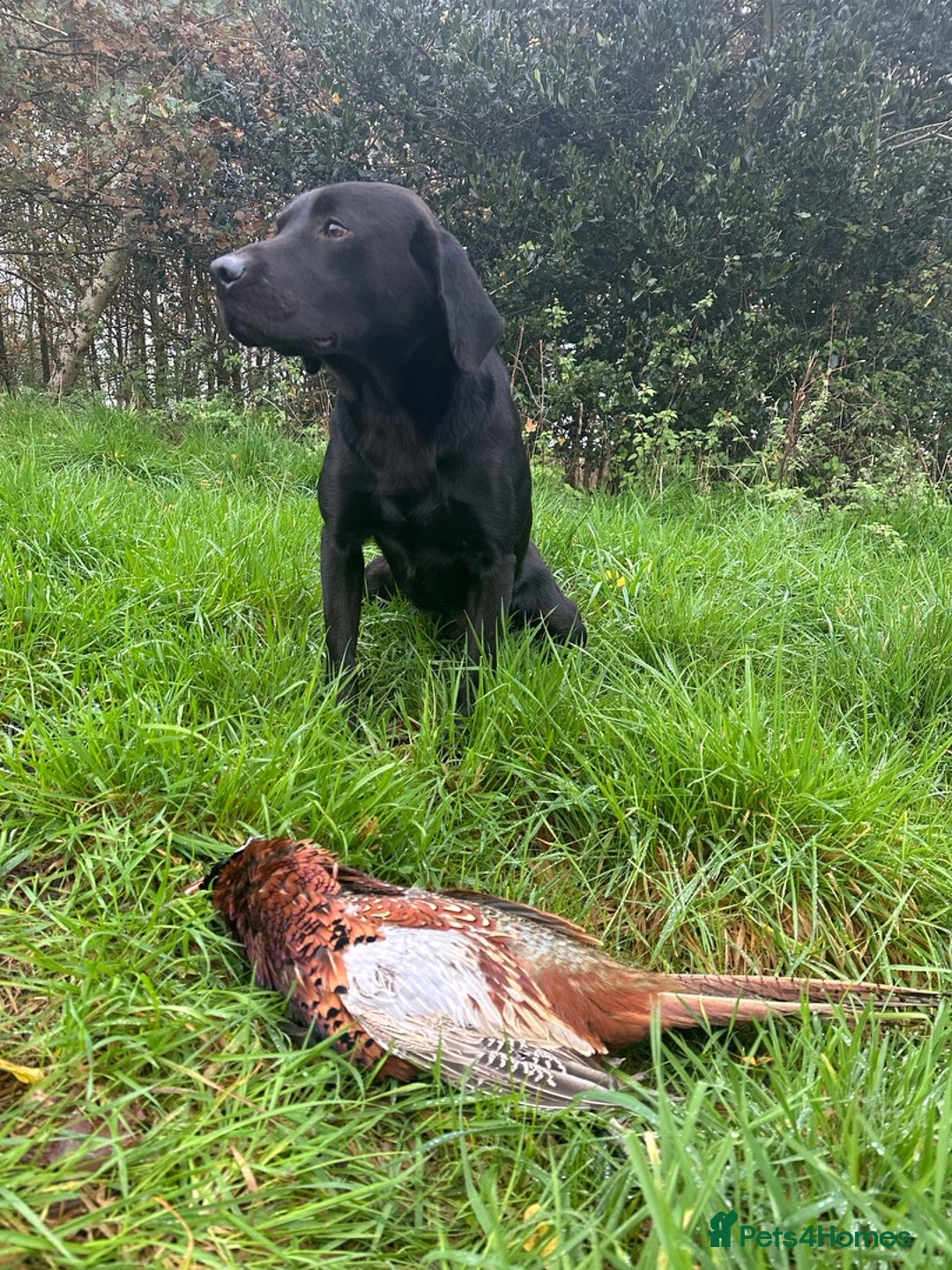 Labrador Retriever dogs for stud: Stunning KC reg, health tested Labrador for stud - Image 9