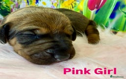 Rhodesian Ridgeback dogs for sale: Outstanding Rhodesian Ridgeback Puppies 🦁 - Image 10