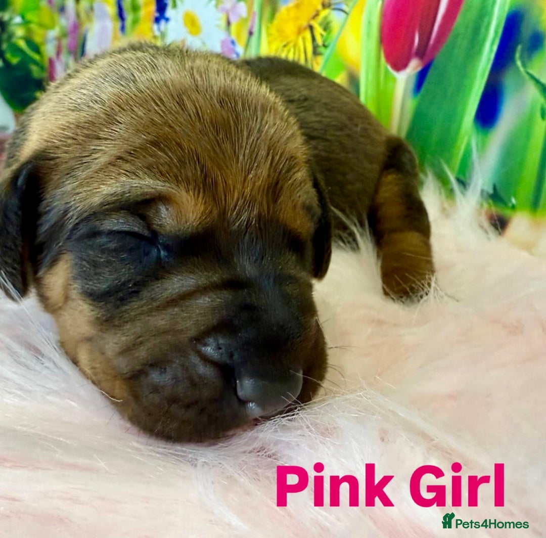 Rhodesian Ridgeback dogs for sale: Outstanding Rhodesian Ridgeback Puppies 🦁 - Image 10