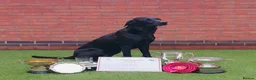 Labrador Retriever dogs for sale: Ready to leave 1 Male Yellow Labrador Retreiver in Swadlincote - Advert 9