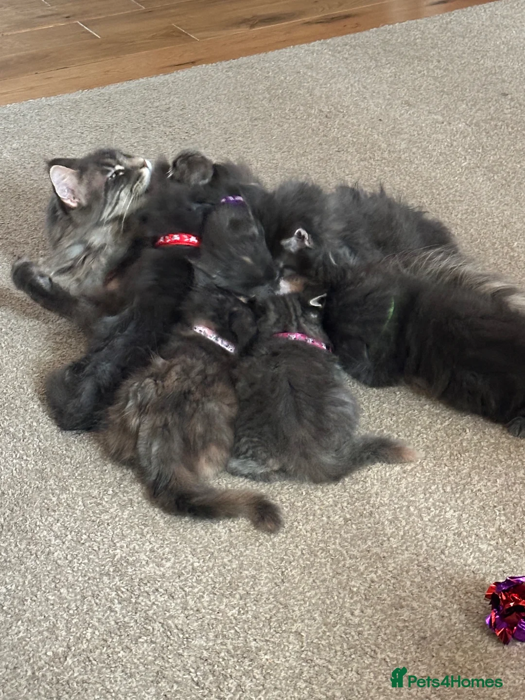 Maine Coon cats for sale: chunky tica Maine coons ( active)  - Advert 13