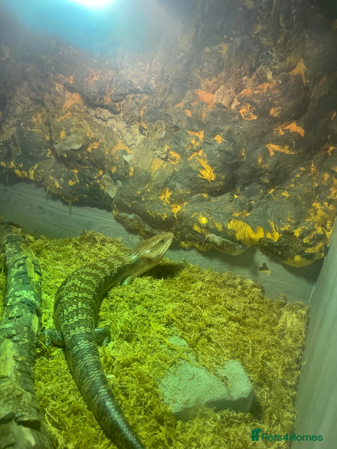 Skink reptiles for sale: Blue tongue sink  in Weston-super-Mare - Advert 2