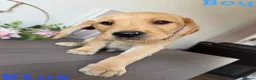 Labrador Retriever dogs for sale: Stunning KC reg Labrador pups ready to leave  - Advert 8