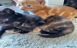 Mixed Breed cats for sale: Adorable little kittens looking for a new home - Image 1